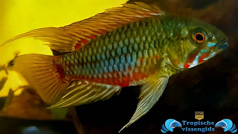 Apistogramma hongsloi