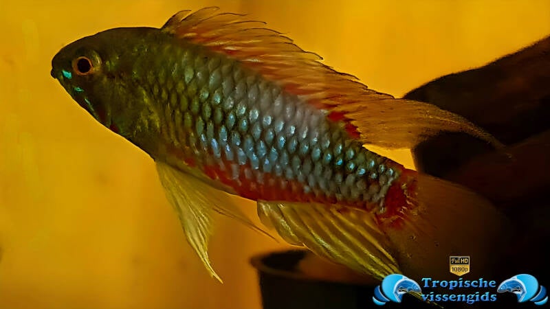 Apistogramma hongsloi