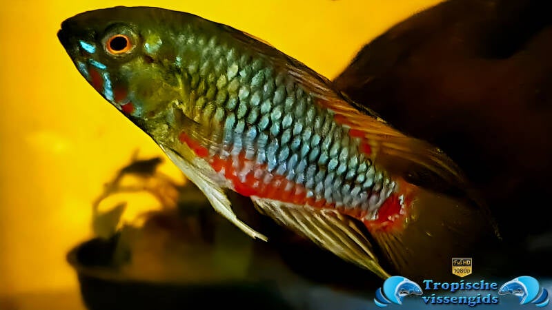 Apistogramma hongsloi