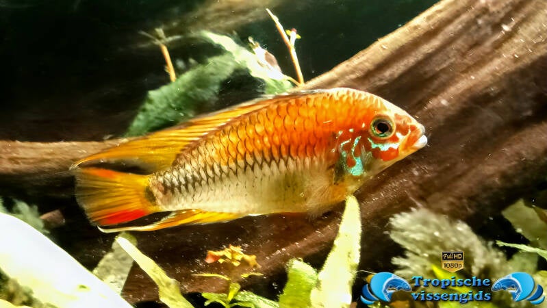 Apistogramma macmasteri