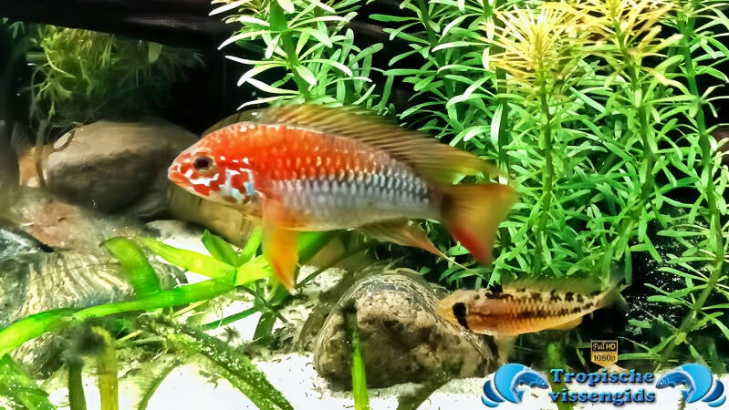 Apistogramma macmasteri