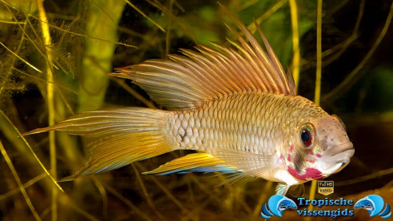 Apistogramma piaroa