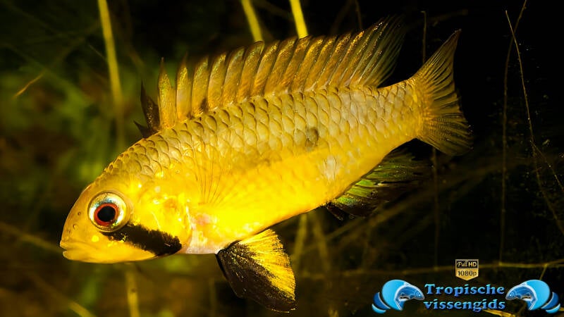 Apistogramma piaroa