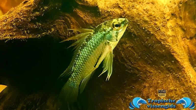 Apistogramma trifasciata