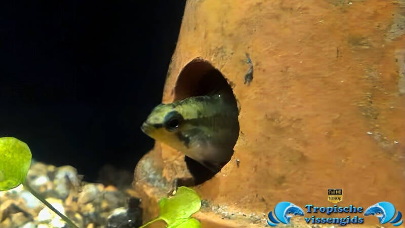 Apistogramma trifasciata