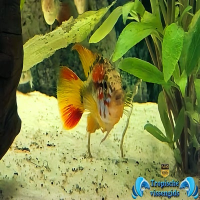 Apistogramma viejita