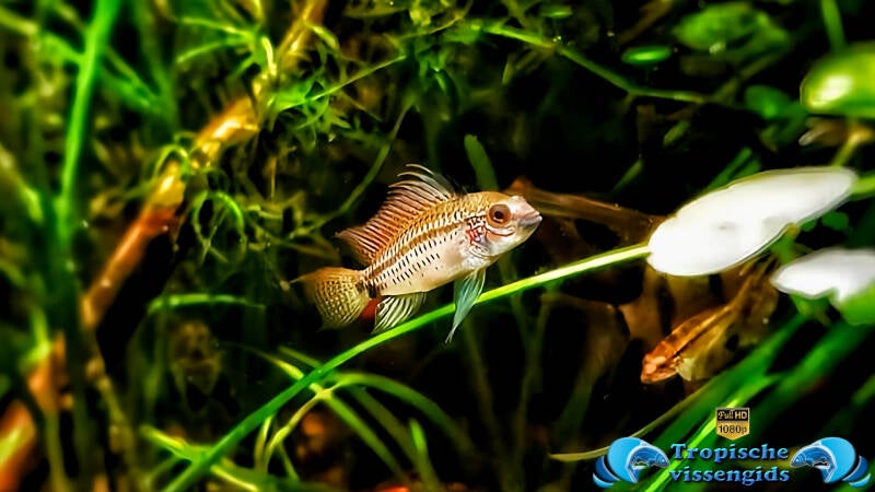 Apistogramma eremnopyge
