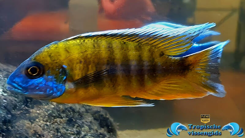 Aulonocara baenschi