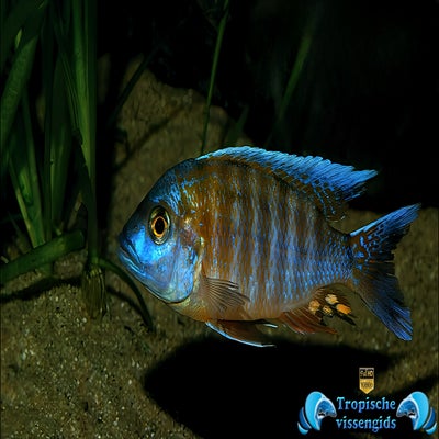Aulonocara jacobfreibergi