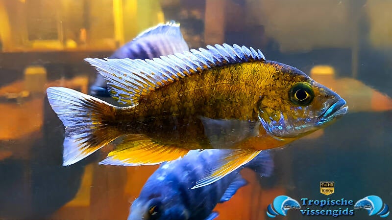 Aulonocara jacobfreibergi