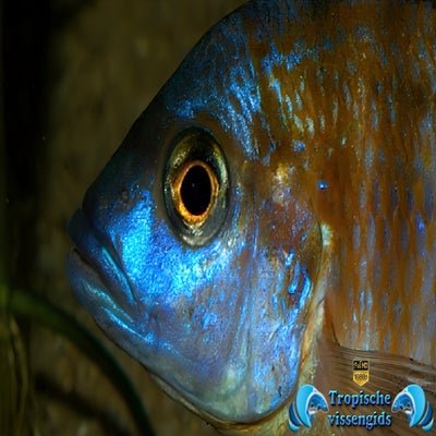 Aulonocara jacobfreibergi