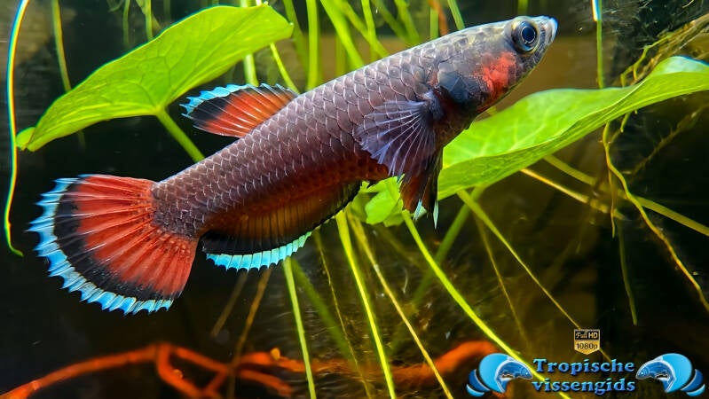 Betta albimarginata malinau