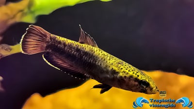 Betta albimarginata