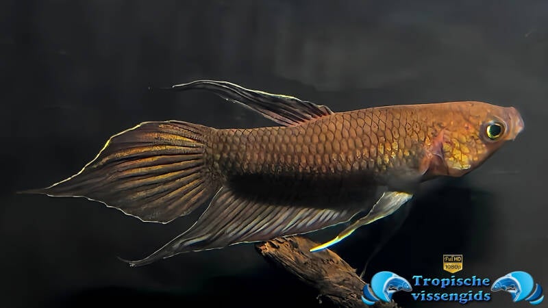 Betta dimidiata mannetje