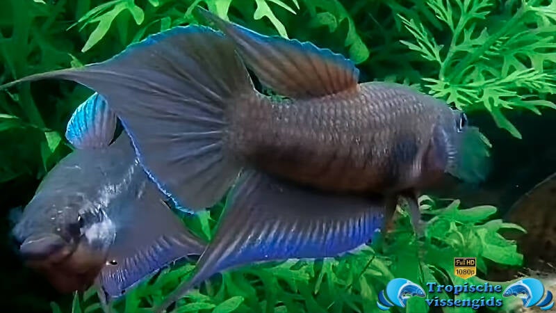 Betta dimidiata