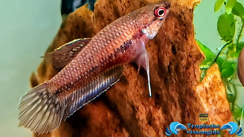 Betta dimidiata vrouwtje