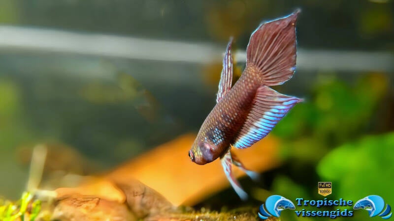 Betta dimidiata