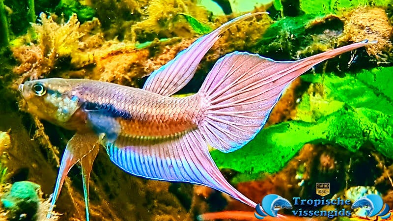 Betta dimidiata