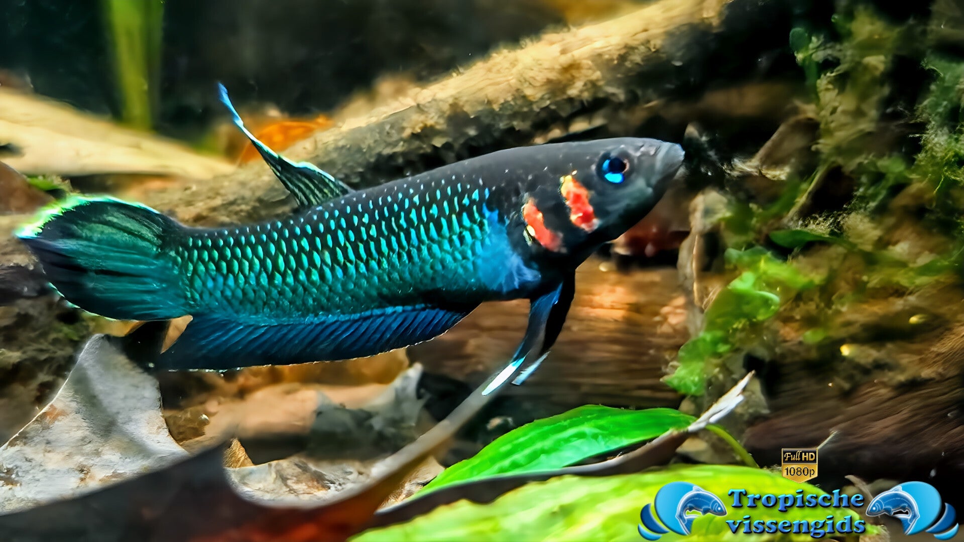 Betta foerschi
