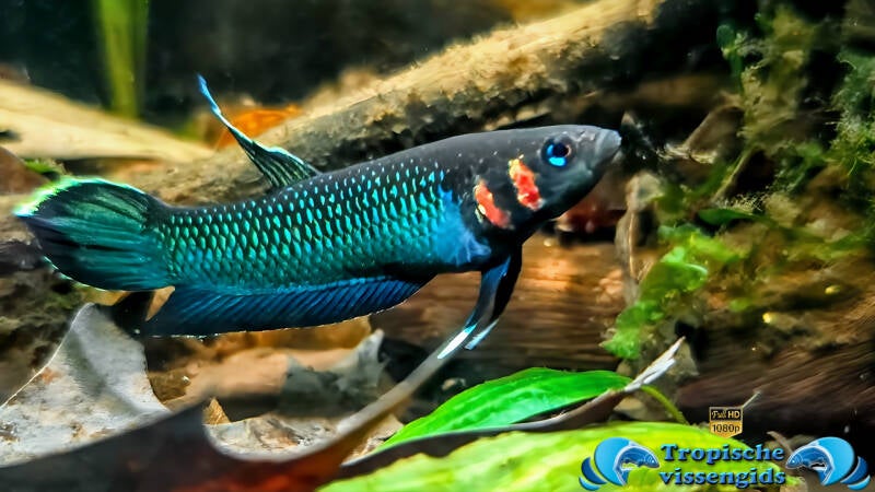 Betta foerschi