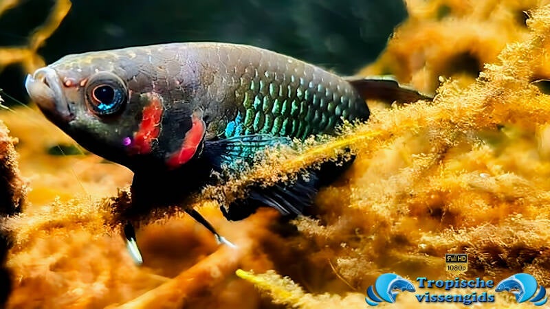 Betta foerschi