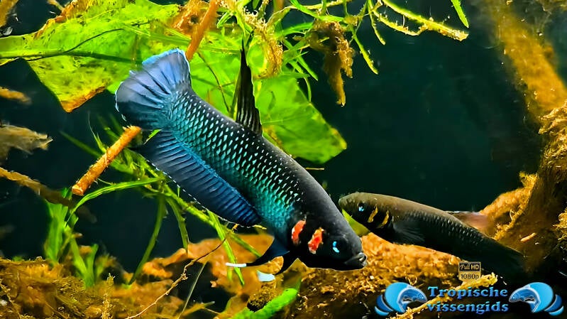 Betta foerschi