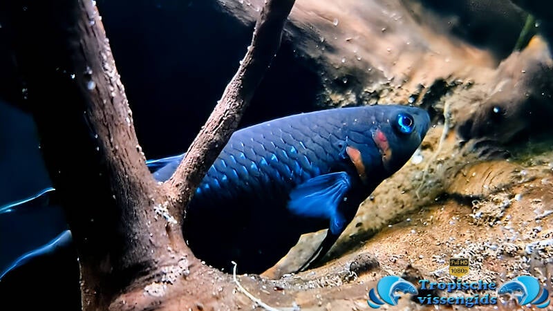 Betta foerschi
