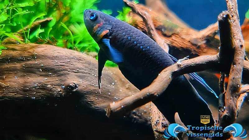 Betta foerschi