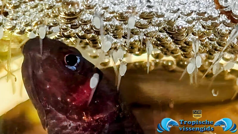 Betta hendra met nest
