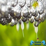 Betta hendra nest