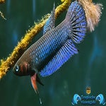 Betta hendra