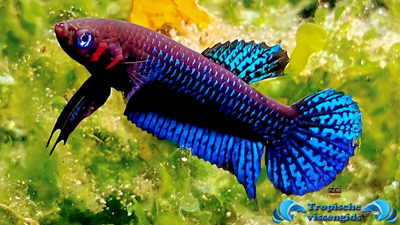 Betta hendra