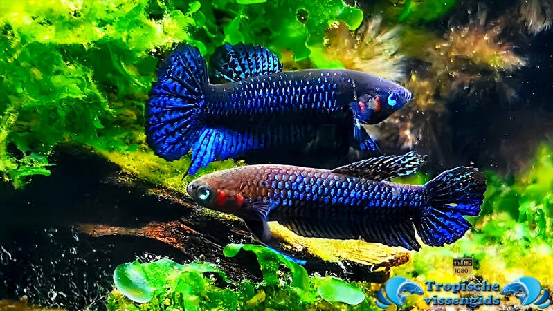 Betta hendra