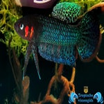 Betta hendra