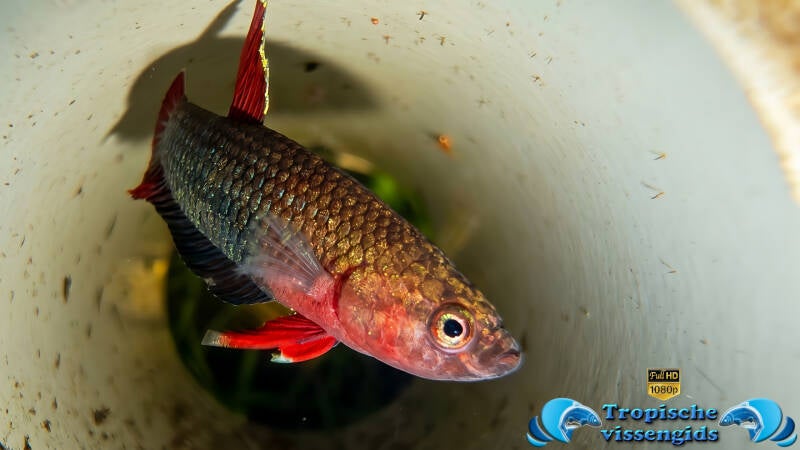 Betta iaspis