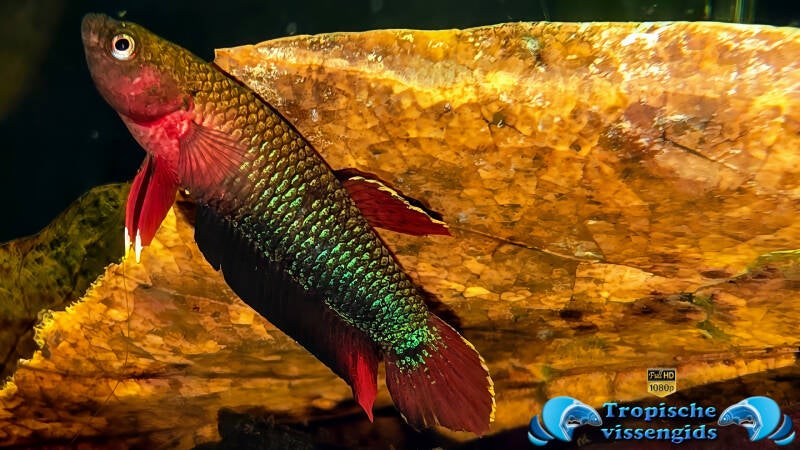 Betta iaspis