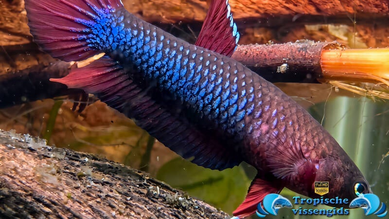 Betta iaspis