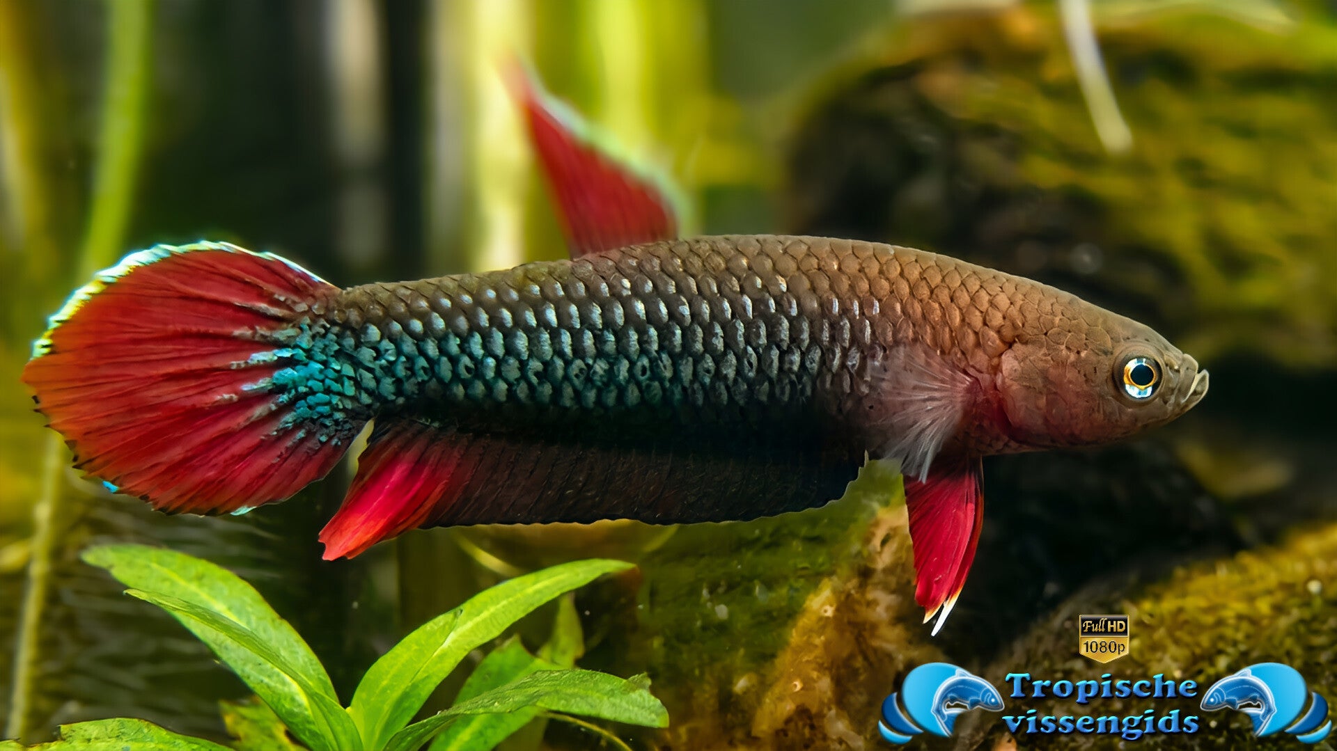 Betta iaspis