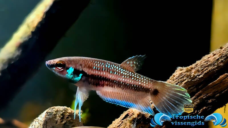 Betta kuehnei