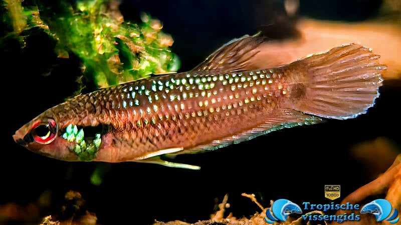 Betta kuehnei
