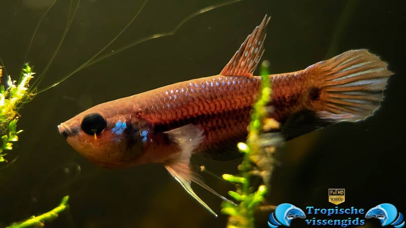 Betta kuehnei
