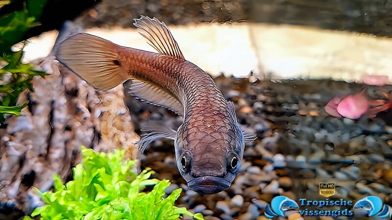 Betta macrostoma