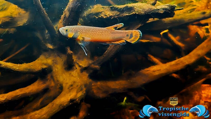 Betta macrostoma
