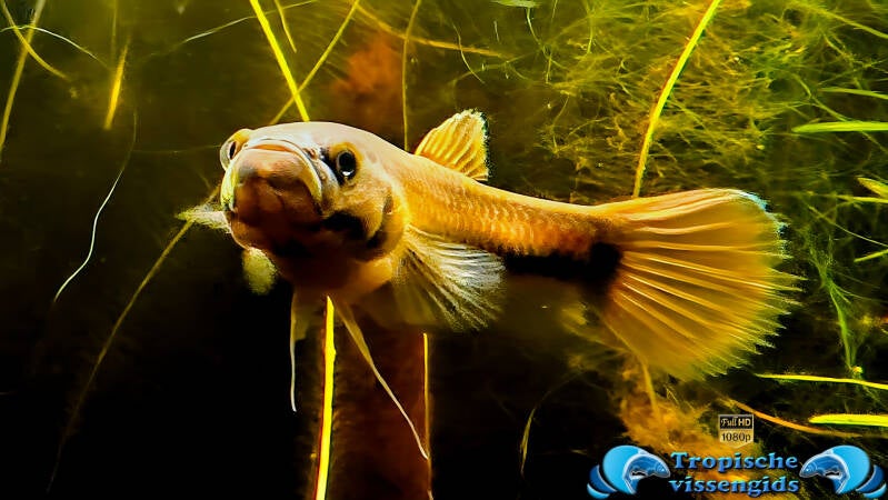 Betta macrostoma