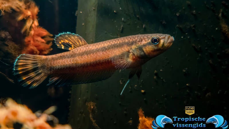 Betta macrostoma