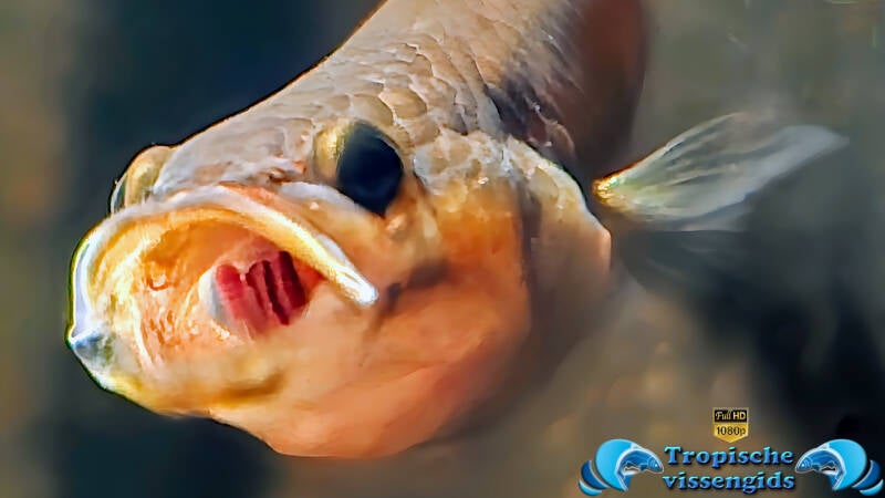 Betta macrostoma