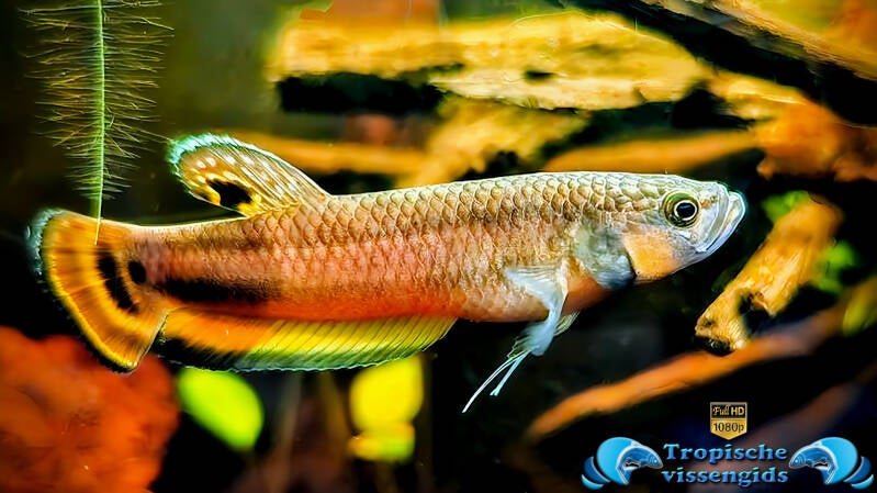 Betta macrostoma