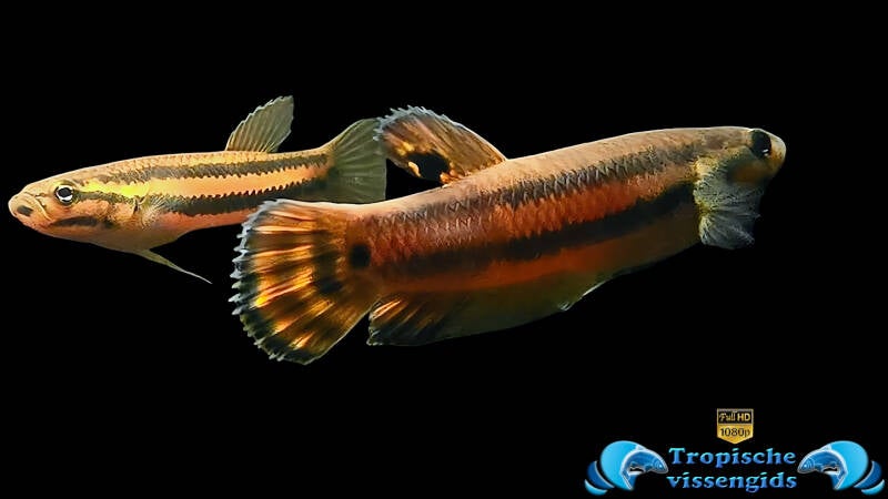 Betta macrostoma