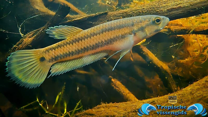 Betta macrostoma