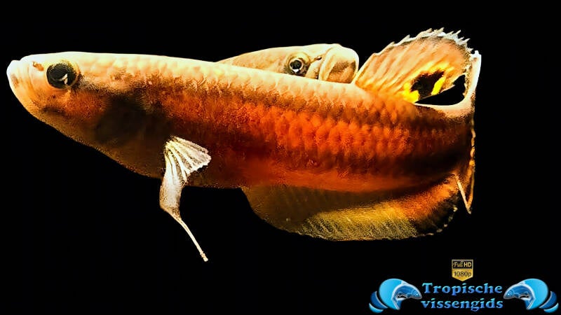 Betta macrostoma